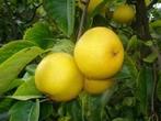 GEVRAAGD enthout + planten nashipeer Pyrus in soorten, Tuin en Terras, Planten | Fruitbomen, Ophalen of Verzenden, Minder dan 100 cm