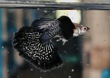 🖤🖤Exclusieve Black Dragon Guppy’s – Limited Edition gup,g beschikbaar voor biedingen