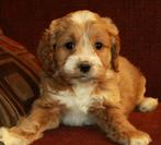 Gezocht: Cockapoo pup, Dieren en Toebehoren, Oktober, Geslacht onbekend