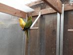 Koppel elegant parkieten, Dieren en Toebehoren, Vogels | Parkieten en Papegaaien, Meerdere dieren, Parkiet, Geringd