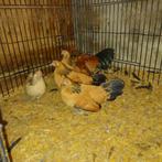 Broedeieren van de Hollandse kriel te koop!, Kip, Meerdere dieren