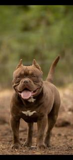 American Bully Dekreu, Rabiës (hondsdolheid), Reu, 1 tot 2 jaar, Eén hond