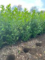 Haagplanten Laurier Prunus 200cm, Ophalen, Laurier, 100 tot 250 cm