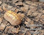 Armadillidium granulatum 'Orange', Overige soorten
