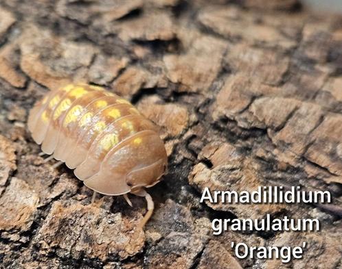 Armadillidium granulatum 'Orange', Dieren en Toebehoren, Insecten en Spinnen, Overige soorten