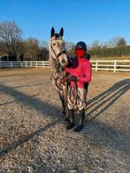 prachtig  braaf springpaard, Merrie, Springpaard, Met stamboom, Zadelmak