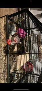 Muis, Dieren en Toebehoren, Knaagdieren, Augustus, Muis, Mannelijk, Tam