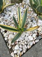 Agave americana ‘Marginata’, Volle zon, Vaste plant, Bloeit niet, Ophalen