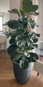 Mooie Tabaksplant incl Eco plantenpot, Ophalen, 100 tot 150 cm, Overige soorten, Halfschaduw