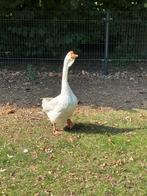 Afrikaanse knobbelgans man, Dieren en Toebehoren, Pluimvee, Mannelijk, Gans of Zwaan