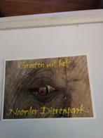 OOG VAN AZIATISCHE OLIFANT / NOORDER DIERENPARK EMMEN, Ophalen of Verzenden, 1980 tot heden