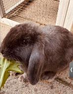 Konijn & Konijnenhoek, Dieren en Toebehoren, Konijnen, Vrouwelijk, Groot