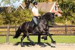 Zeer lieve friese ruin, Dieren en Toebehoren, Paarden, Gechipt, Ruin, Dressuurpaard, 3 tot 6 jaar