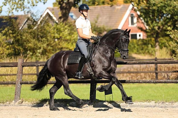 Zeer lieve friese ruin, Dieren en Toebehoren, Paarden, Ruin, 165 tot 170 cm, 3 tot 6 jaar, Dressuurpaard, Met stamboom, Gechipt