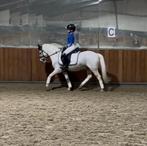 Ultieme kinder kampioen sportpony, Dieren en Toebehoren, Pony's, Met stamboom, Ruin, Dressuurpony, M