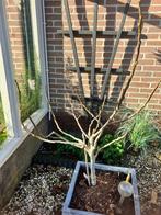 Vijgenboom, Tuin en Terras, Planten | Fruitbomen, Ophalen, Vijgenboom