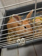 Twee konijnen, Dieren en Toebehoren, Knaagdieren, Meerdere dieren, Voor 1 juli 2024