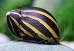 Gezocht zebra slakken, Dieren en Toebehoren, Vissen | Aquariumvissen, Slak of Weekdier