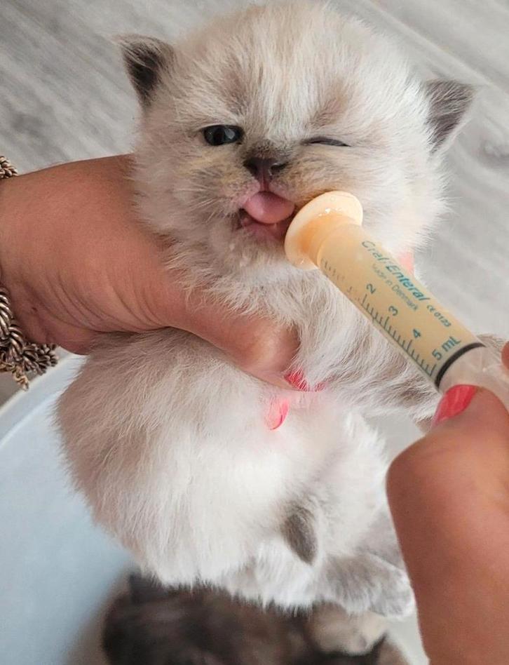 Heel lief kittens en katten zoeken een mooie huis, Dieren en Toebehoren, Katten en Kittens | Raskatten | Korthaar, Meerdere dieren