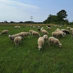 Stamboek Swifter dekrammen, Mannelijk, Schaap