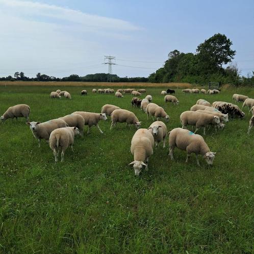 Stamboek Swifter dekrammen, Dieren en Toebehoren, Schapen, Geiten en Varkens, Schaap, Mannelijk