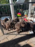 Te koop 8 Schattige Labradoodle Pups, Dieren en Toebehoren, Overige rassen, 8 tot 15 weken, Meerdere, Meerdere dieren