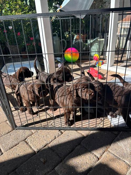 8 Schattige Labradoodle Pups nog 2 reutjes en 2 teefjes, Dieren en Toebehoren, Honden | Retrievers, Spaniëls en Waterhonden, Meerdere dieren