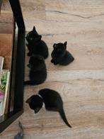1 klein katertje over! Moeder is ragdoll., Dieren en Toebehoren, Katten en Kittens | Overige Katten, Kater