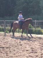 Gezocht verzorgpony/-paard omgeving Apeldoorn, Diensten en Vakmensen