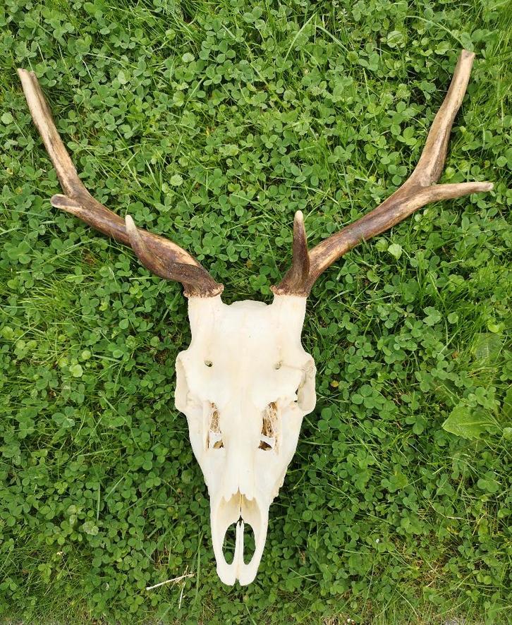 Hertenschedel, Verzamelen, Dierenverzamelingen, Zo goed als nieuw, Gewei of Kop, Hert, Ophalen of Verzenden