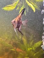 Maanvissen, Dieren en Toebehoren, Vis