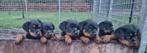 Pups, Overige rassen, 8 tot 15 weken, Meerdere, Meerdere dieren