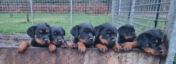 Pups, Dieren en Toebehoren, Honden | Herdershonden en Veedrijvers, Meerdere dieren, Overige rassen, Particulier, Meerdere, Nederland