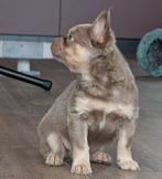 fluffy franse bulldog,  nieuwe Nederlandse type, Parvo, Reu, 8 tot 15 weken, Bulldog