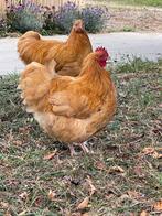 Orpinton Kriel Buff Haan, Dieren en Toebehoren, Pluimvee, Mannelijk, Kip