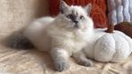 Yuna – Brits Langhaar poes (colourpoint)  met een stamboom, Dieren en Toebehoren, Katten en Kittens | Raskatten | Langhaar, Poes