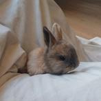 Dwergkonijnen, Dieren en Toebehoren, Knaagdieren en Konijnen | Hokken en Kooien, Minder dan 60 cm, Overige typen, Minder dan 75 cm