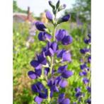 Zaden Baptisia Caspian Blue, Verzenden, Volle zon