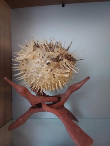 Geprepareerde Kogelvis op Standaard beschikbaar voor biedingen