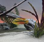 Bewezen koppel Cichlasoma salvini, Vis, Zoetwatervis, Schoolvis