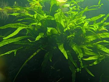 Microsorum Pteropus (normale javavaren)  beschikbaar voor biedingen