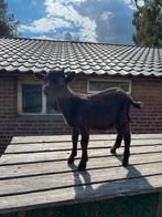 Dwerggeit bokje, Dieren en Toebehoren, Mannelijk, Geit