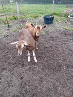 Stoere hoornloze toggenburger dekbok, Dieren en Toebehoren, Schapen, Geiten en Varkens, Mannelijk, Geit
