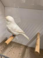 Te koop gevraagd 2 gloster poppen, Vrouwelijk, Kleurkanarie