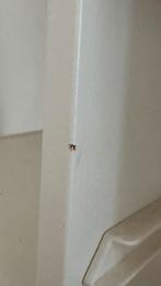 Opbergkast Trofast IKEA, Gebruikt, Kast, Ophalen of Verzenden, 75 tot 100 cm