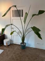 Strelitzia Nicolai (Paradijsvogelplant) | 1 plant, Huis en Inrichting, Kamerplanten, Ophalen, Halfschaduw, 150 tot 200 cm