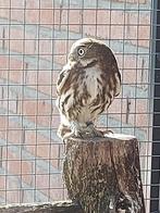 Koppel Braziliaanse dwerguilen, Meerdere dieren, Roofvogel, Geringd