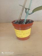 Hoya Obovata pm 8 nummer h1212, Ophalen of Verzenden, Overige soorten, Minder dan 100 cm