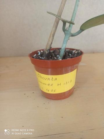 Hoya Obovata pm 8 nummer h1212 beschikbaar voor biedingen