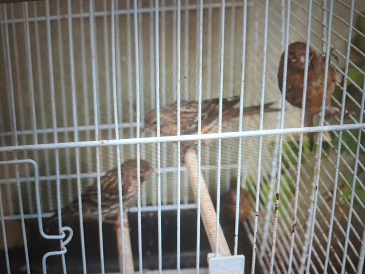 kanaries en een  mooie dat ze zijn, Dieren en Toebehoren, Vogels | Kanaries, Kleurkanarie, Meerdere dieren